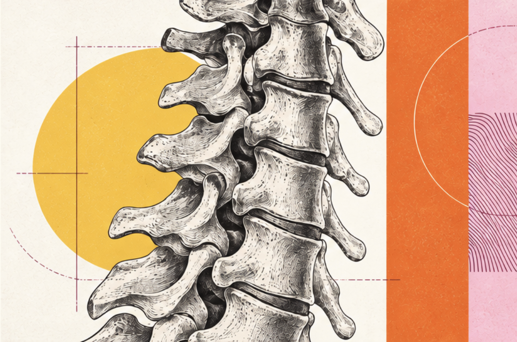 An anatomical spine illustration with sunflower, tangerine, and pink shapes